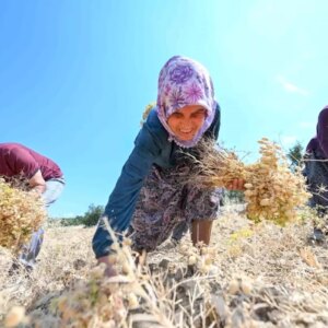 mersinde yerli nohut projesi basariyla devam ediyor C39dagT9