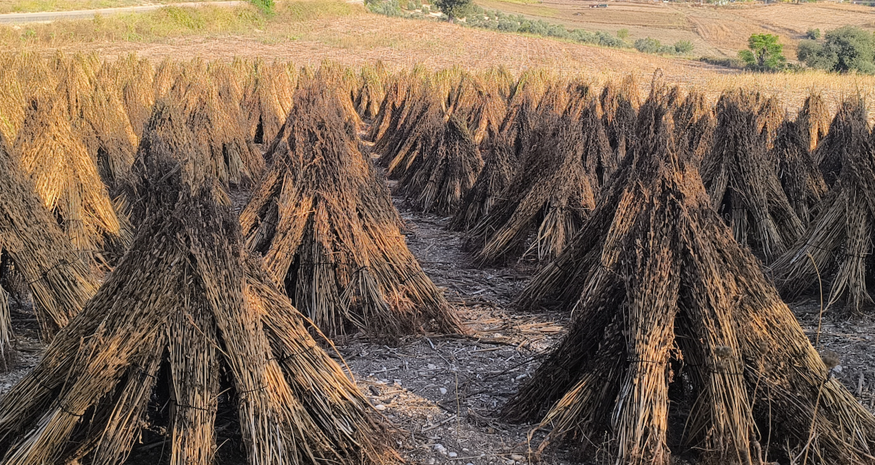 200 liranin altinda teklif ederlerse susami goturur baraja dokerim baliklar yesin kDmcn9aF