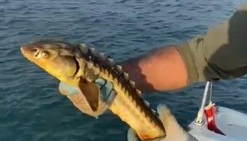 balikcilarin agina takildi geri denize birakildi GjQNixfE