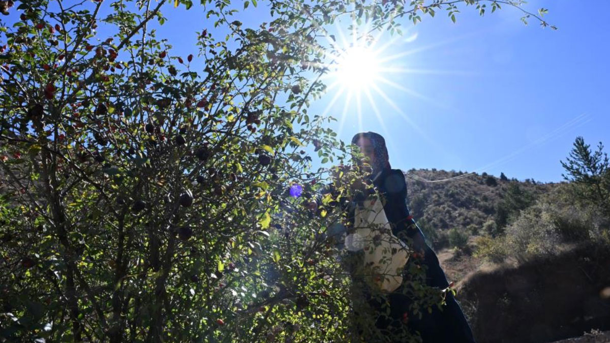 dikenli gul icin zorlu yolculuk basladi 2 gun suruyor hp8d61nb