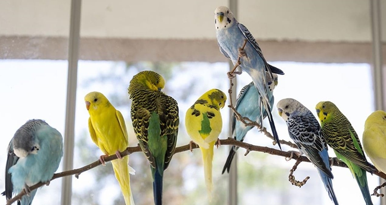 dogum gunu hediyesi kus canindan ediyordu egl8HCvv