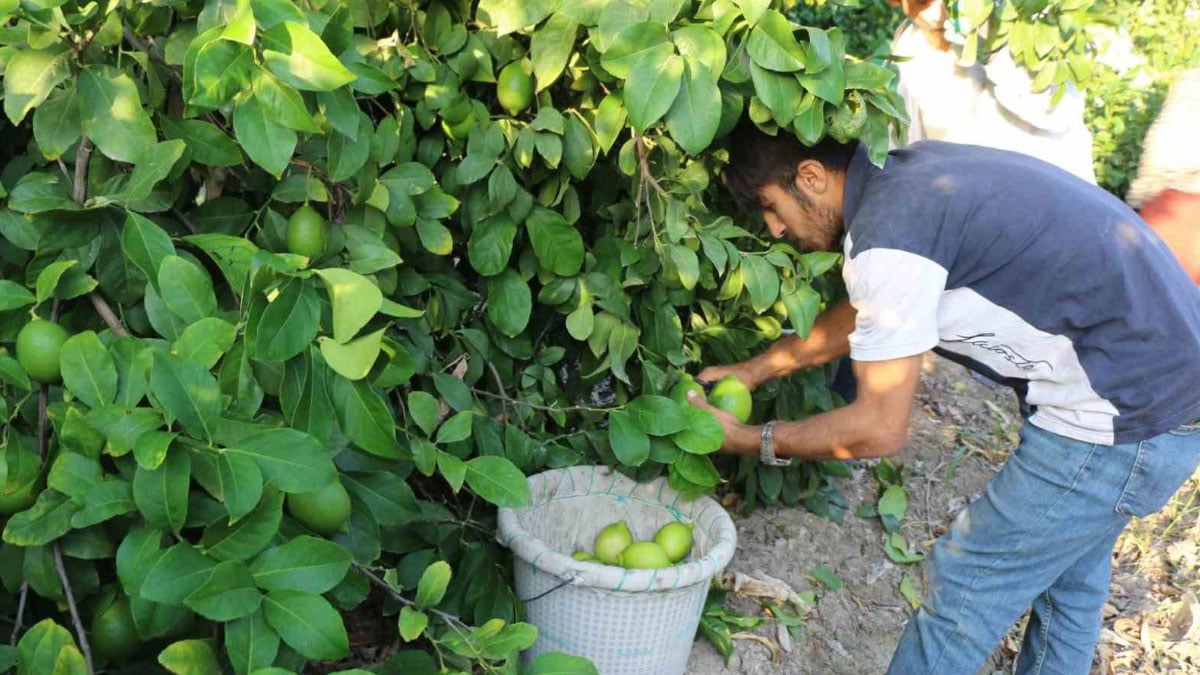 hasat 25 ve 27 eylul tarihlerinde basladi ihracat 2 ekimde baslayacak k7Ckecd4