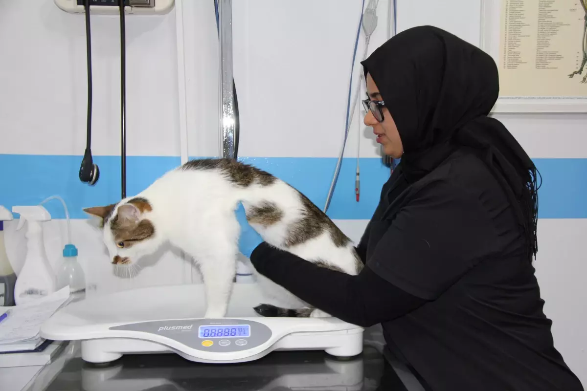 kedilere antidepresan tedavisi 6wjhcGrs