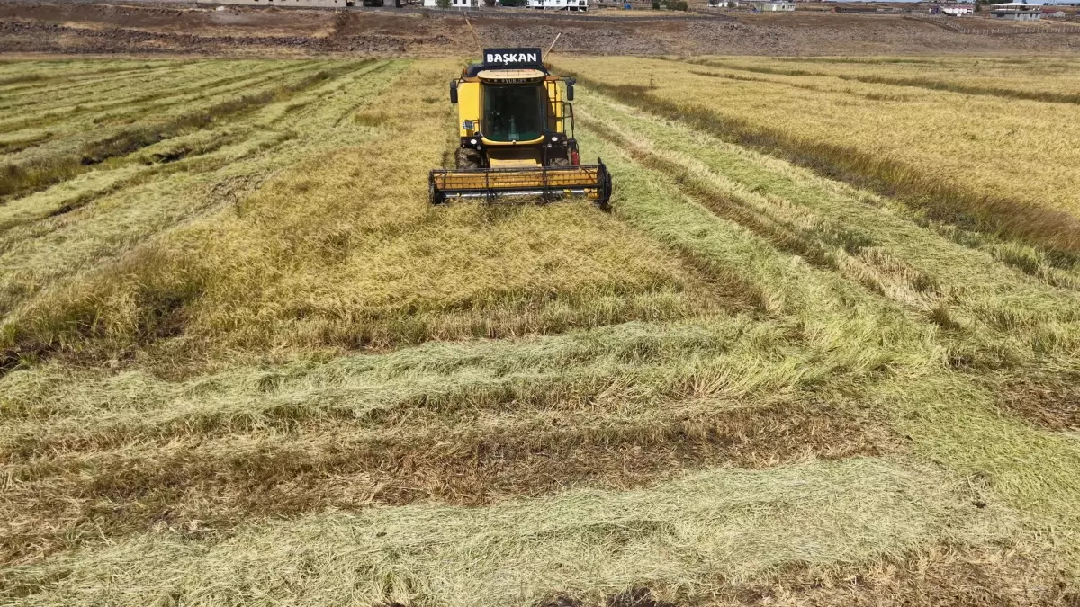 diyarbakirda organik pirinc uretimi p6W9Mgba