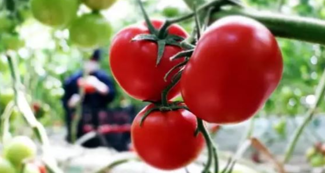 tarlada 6 lira olan domates sofrada 40 lira Wkwv5Qdc