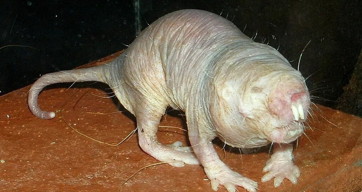 uzun yasamanin sirri farede ortaya cikti bTcT99Zv.jpg