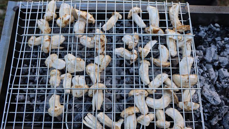 kilosu etle yarisiyor japonlarin gozdesi sedir mantari cikti 6N5Rb49u.jpg