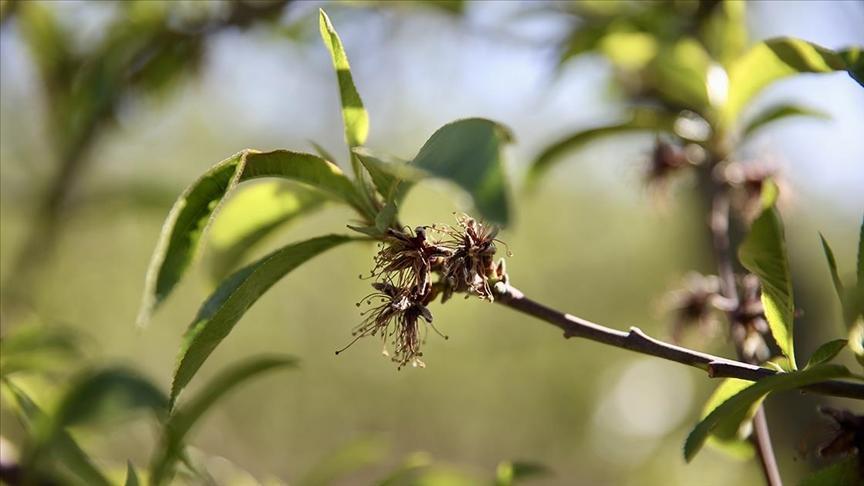 zirai dondan etkilenen ureticilere yeni destek odemesi 59bHDDrZ.jpg